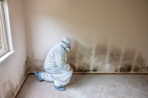 Best Comprehensive Air Testing for Mold Contaminants  in Hamlin, WV