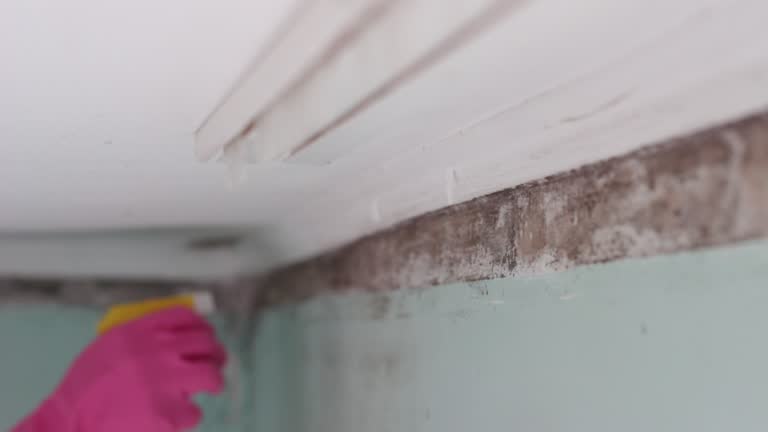 Best Emergency Mold Remediation  in Hamlin, WV